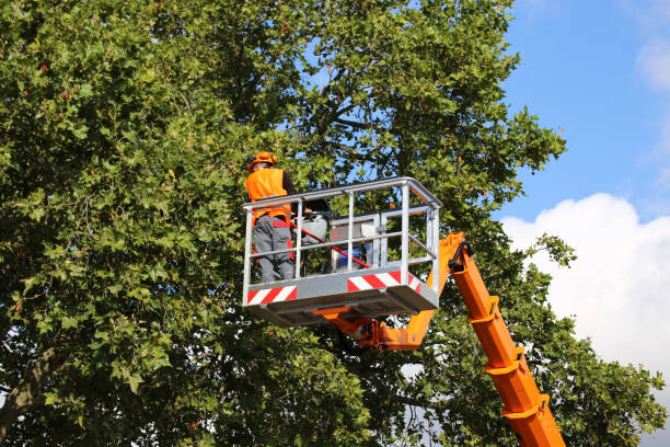 How Our Tree Care Process Works  in California, PA